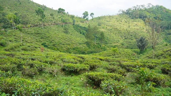 Güzel doğal manzara dağları, tepelik doğa manzarası, yeşil orman ve yeşil çimenli yamaçlar, bulutlu mavi gökyüzünün altında gündüz vakti