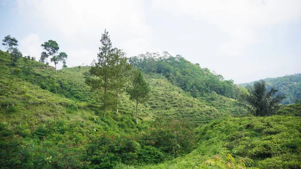 Güzel doğal manzara dağları, tepelik doğa manzarası, yeşil orman ve yeşil çimenli yamaçlar, bulutlu mavi gökyüzünün altında gündüz vakti