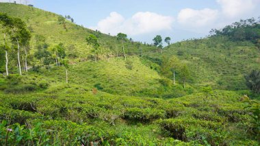 Güzel doğal manzara dağları, tepelik doğa manzarası, yeşil orman ve yeşil çimenli yamaçlar, bulutlu mavi gökyüzünün altında gündüz vakti