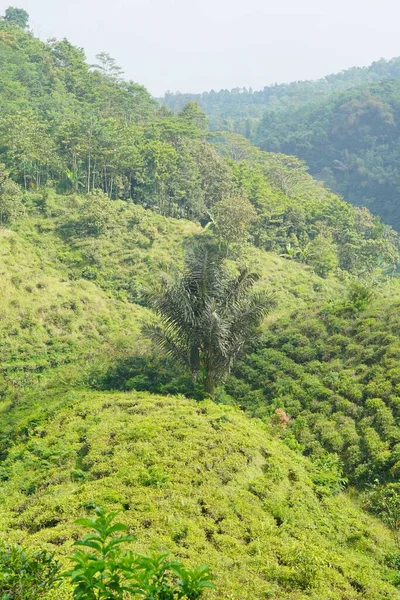 Güzel doğal manzara dağları, tepelik doğa manzarası, yeşil orman ve yeşil çimenli yamaçlar, bulutlu mavi gökyüzünün altında gündüz vakti