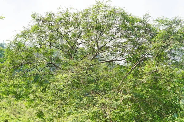Güzel doğal manzara dağları, tepelik doğa manzarası, yeşil orman ve yeşil çimenli yamaçlar, bulutlu mavi gökyüzünün altında gündüz vakti