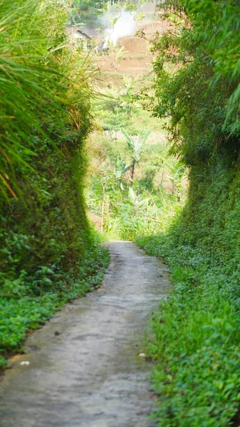Uzun düz bir yol, doğal yeşil çimen manzaralı.