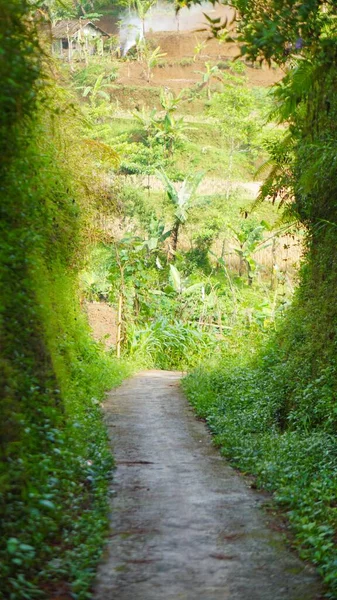 Uzun düz bir yol, doğal yeşil çimen manzaralı.