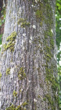 Büyük gövdesinde yeşil yosun olan onlarca yıllık büyük bir çam ağacı.