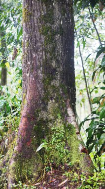 Büyük gövdesinde yeşil yosun olan onlarca yıllık büyük bir çam ağacı.