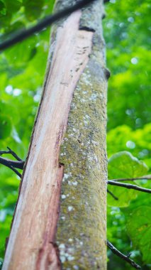 Büyük gövdesinde yeşil yosun olan onlarca yıllık büyük bir çam ağacı.