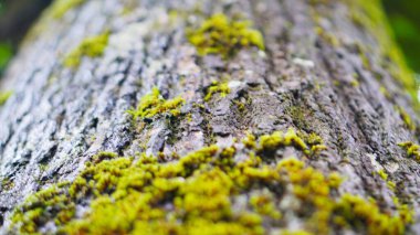 Büyük gövdesinde yeşil yosun olan onlarca yıllık büyük bir çam ağacı.