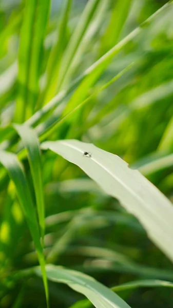 Yeşil bir yaprağa tünemiş siyah bir sinek.