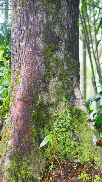 Велике Соснове Дерево Яке Десятиліттями Старіє Зеленим Мохом Великому Багажнику — стокове фото