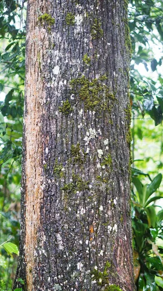 一棵长了几十年的大松树 树干上有绿色的苔藓 — 图库照片