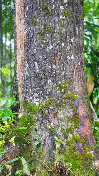 Büyük gövdesinde yeşil yosun olan onlarca yıllık büyük bir çam ağacı.