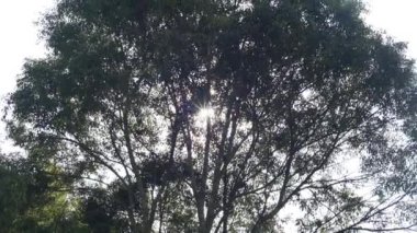 Güzel doğal manzara dağları tepe doğa manzarası, yüksek yeşil ağaçlar ve yeşil yamaçlar ile bulutlu mavi gökyüzünün altında gündüz vakti