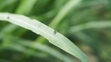 Yeşil bir yaprağa tünemiş siyah bir sinek.