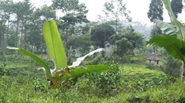 4k güzel doğal manzara dağları, tepelik doğa manzarası, yeşil orman ve yeşil çimenli yamaçlar, bulutlu mavi gökyüzünün altında gündüz vakti
