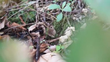  Yerdeki kelebek kanatlarını çırpıyor.