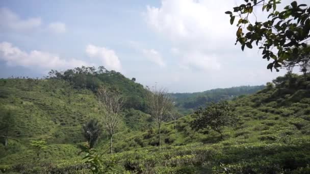 Krásné Přírodní Krajiny Hory Kopcovité Přírody Panorama Zeleným Lesem Zelené — Stock video