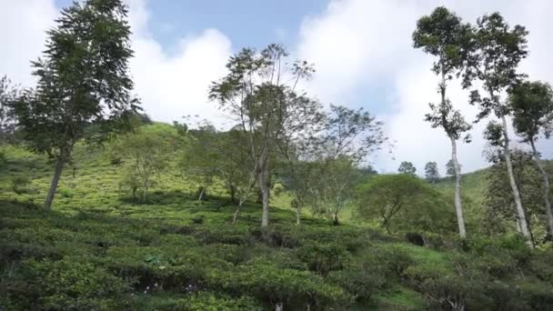 Güzel Doğal Manzara Dağları Tepelik Doğa Manzarası Yeşil Orman Yeşil — Stok video