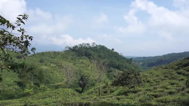 Hermoso Paisaje Natural Montañas Naturaleza Montañosa Panorama Con Bosque Árboles — Vídeos de Stock