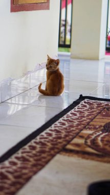 Kameraya bakan çizgili kedi korkunç görünüyor.