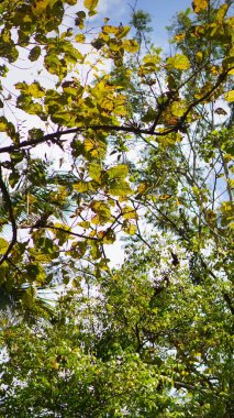 filizlenen filizler filizlenir fidanlıkta