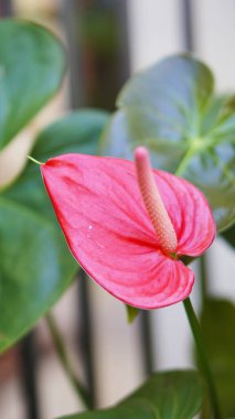 Güzel çiçek sapları fidanlıkta kırmızı tomurcuklar açıyor.