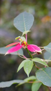 beautiful flower stalks that just bloomed red buds on the plantation