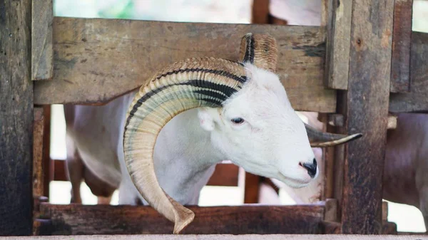 a white ram with horns in its cage, is a fighting lamb from arrowroot