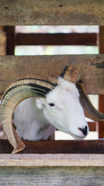 a white ram with horns in its cage, is a fighting lamb from arrowroot