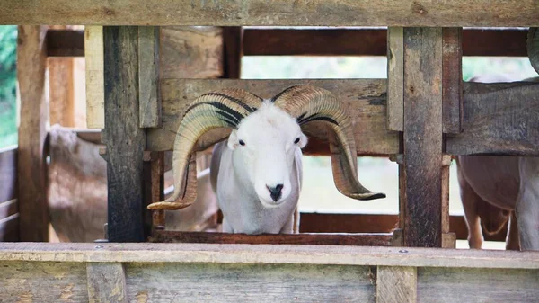 a white ram with horns in its cage, is a fighting lamb from arrowroot