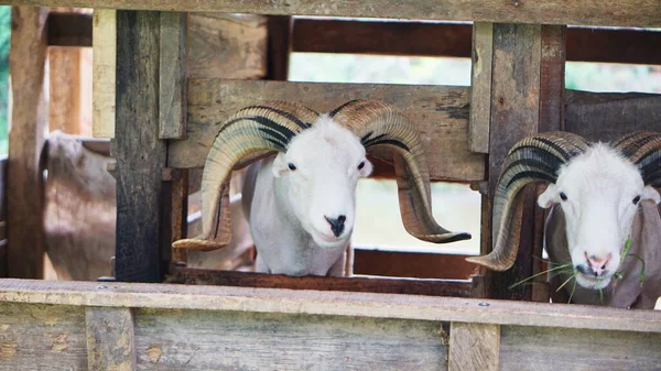 a white ram with horns in its cage, is a fighting lamb from arrowroot