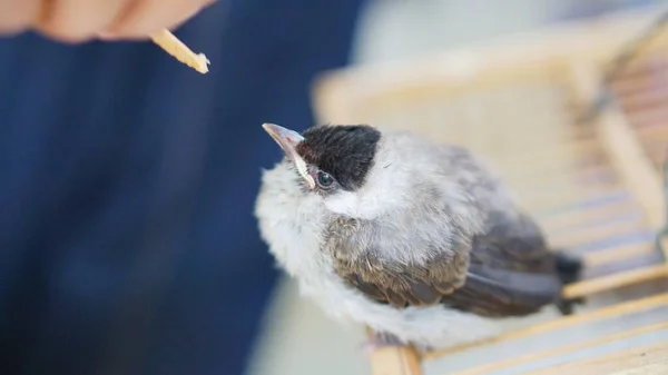 Finches Arm Tame —  Fotos de Stock