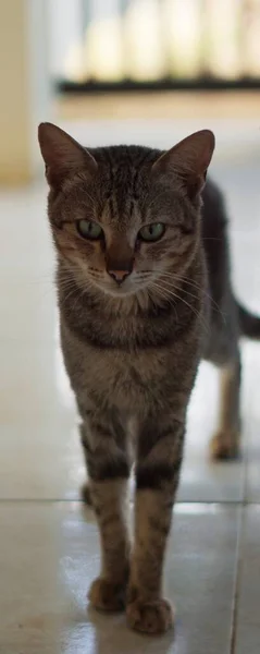 Ριγέ Γάτα Αντιμετωπίζει Την Κάμερα Φαίνεται Τρομακτικό — Φωτογραφία Αρχείου