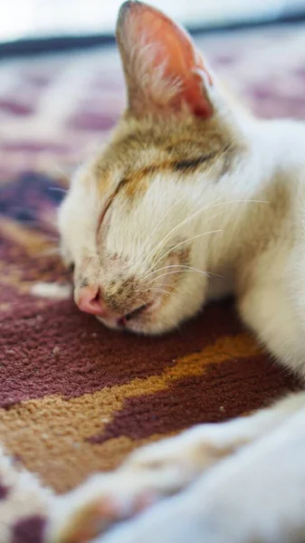 White Cat Sleeping Peacefully Floor Looks Cute — Stock Photo, Image