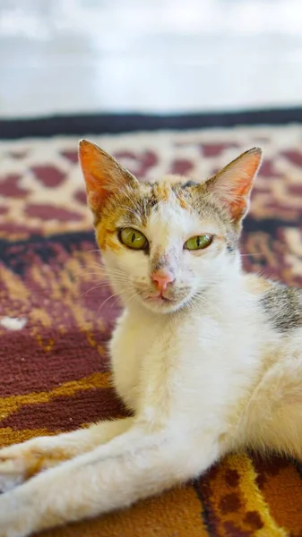 Beyaz kedi yerde huzur içinde uyuyor. Sevimli görünüyor.