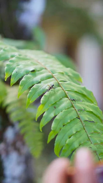 Una Mosca Negra Posada Sobre Una Hoja Verde — Foto de Stock