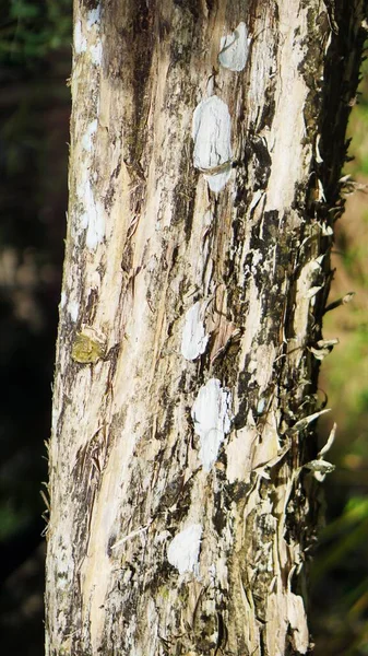 Büyük gövdesinde yeşil yosun olan onlarca yıllık büyük bir banyan ağacı.