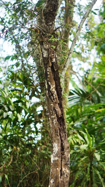 Large Banyan Tree Decades Old Green Moss Its Big Trunk — Stok fotoğraf