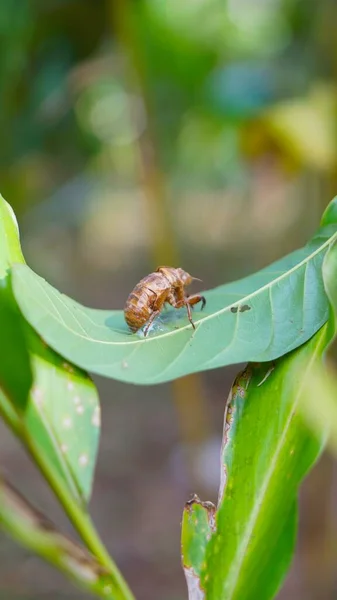 Beetle Camouflage Marks Butterflies Sticking Green Leaves —  Fotos de Stock