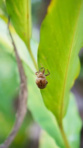 Kelebeklerin üzerinde yeşil yapraklara yapışmış böcek kamuflaj izleri.