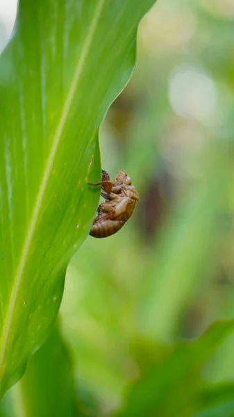 Beetle Camouflage Marks Butterflies Sticking Green Leaves —  Fotos de Stock