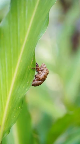 Beetle Camouflage Marks Butterflies Sticking Green Leaves — Photo