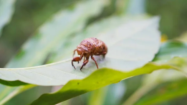 Kelebeklerin üzerinde yeşil yapraklara yapışmış böcek kamuflaj izleri.