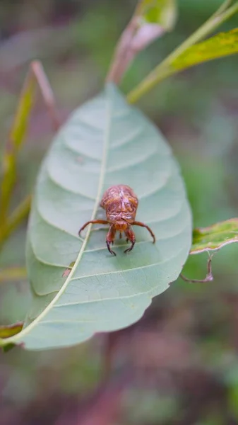 Beetle Camouflage Marks Butterflies Sticking Green Leaves — Photo