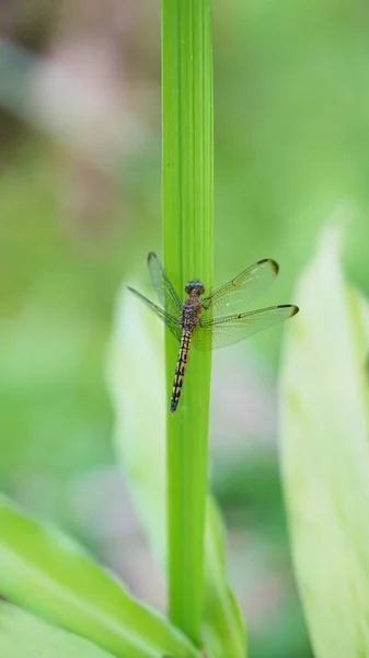 Libellule Perché Sur Une Feuille Verte — Photo