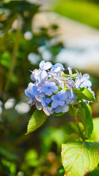 filizlenen filizler filizlenir fidanlıkta