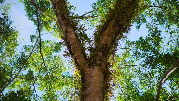 Ένα Μεγάλο Δέντρο Banyan Που Είναι Δεκαετιών Παλιά Πράσινα Βρύα — Φωτογραφία Αρχείου