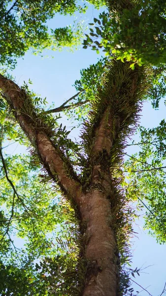 Büyük gövdesinde yeşil yosun olan onlarca yıllık büyük bir banyan ağacı.