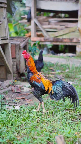 Red Black Rooster Garden — Stock Photo, Image