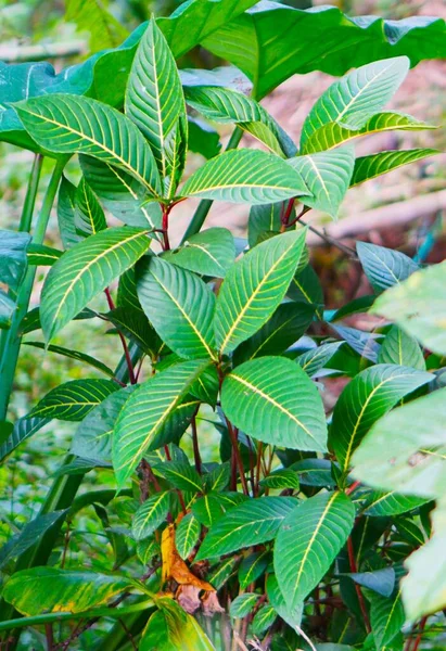 Bulanık arka planda çiçek açan güzel yeşil çiçek.