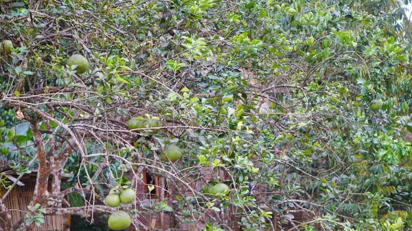 Oranges that are still green still on the tree can be seen in the garden